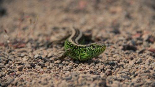 salamander lizard animal