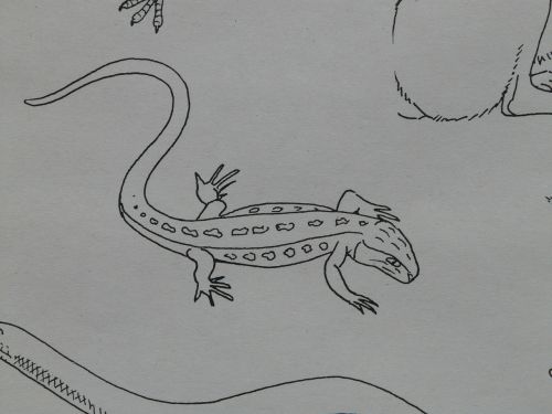 salamander amphibian animal