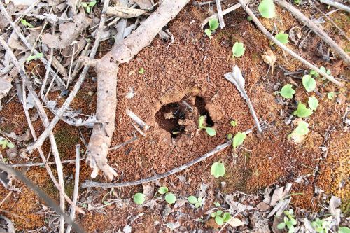 salento anthill ants