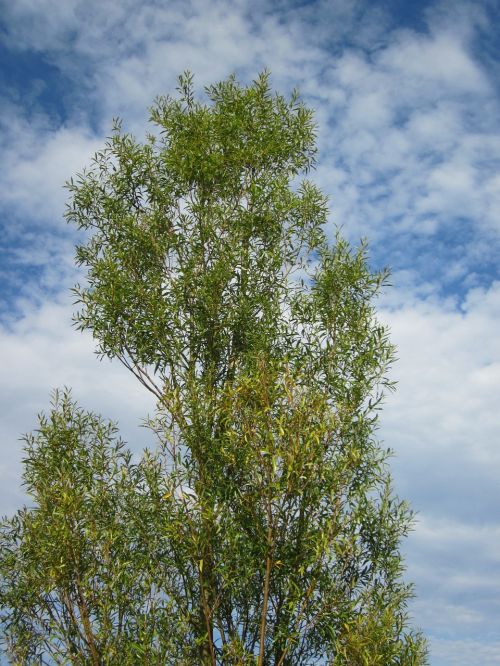 salix alba white willow tree