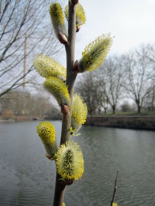 salix caprea plants growth