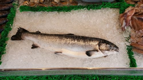 salmon whole fish market