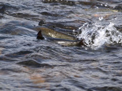 salmon water river