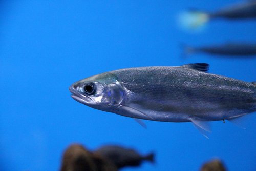 salmon  fish  serebryanka