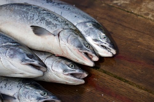 salmon  fish  food