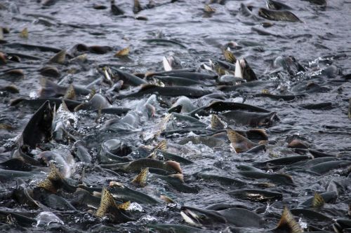 salmon fish salmon migration