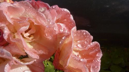 Salmon Rose After Rain