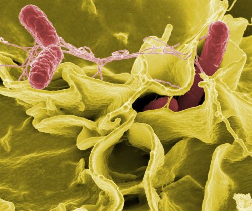 salmonella bacteria macro