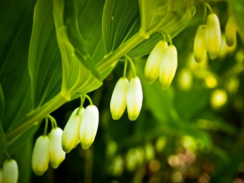 salomon mirror lily of the valley flower