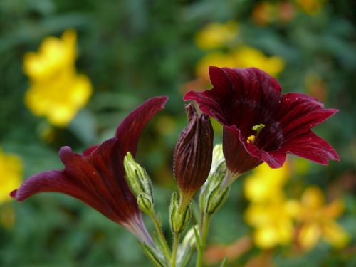 salpiglossis dark red flower