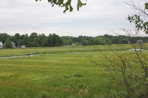 Salt Marsh