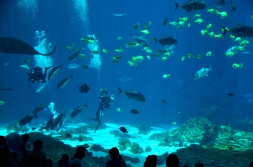 salt water aquarium diver