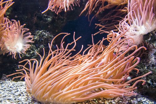 salt water  coral  underwater
