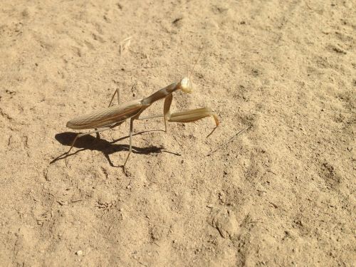 saltamontes insecto grasshopper
