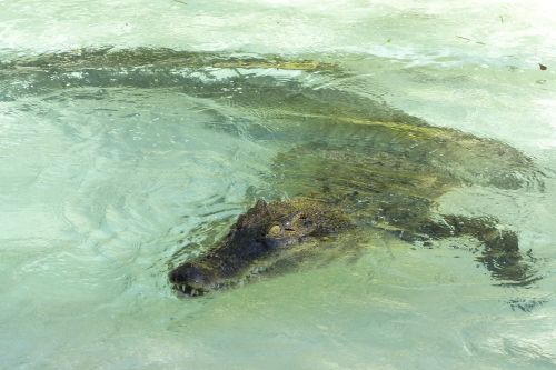saltwater crocodile reptile
