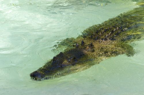 saltwater crocodile reptile
