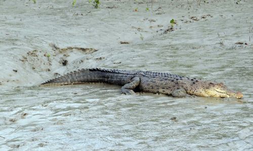 saltwater crocodile crocodylus porosus estuarine