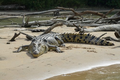 saltwater crocodile  estuarine  animal