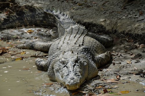 saltwater crocodile  estuarine  ginga
