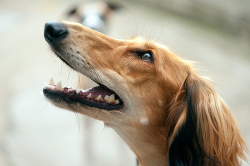 saluki  portrait  persian greyhound
