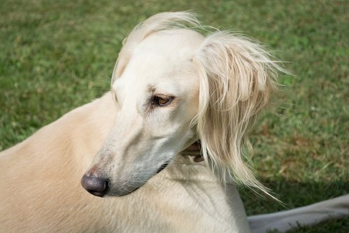saluki  persian greyhound  dog