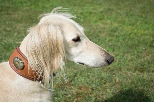 saluki  persian greyhound  portrait