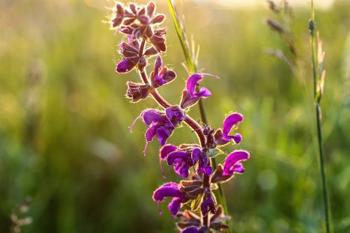 salvia purple flower meadow