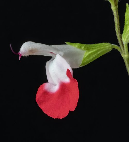 salvia  flower  hotlips