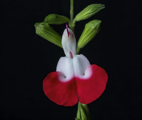 salvia  hotlips  flower
