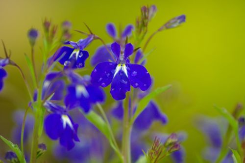 salvia blue flowers raindrops