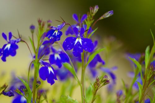 salvia flowers blue flowers