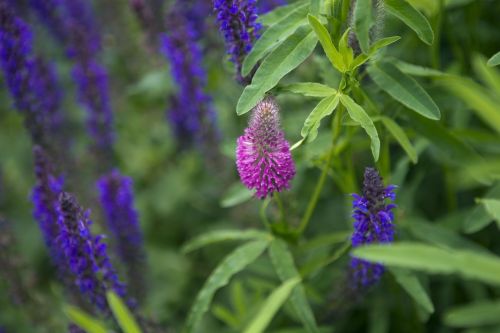 salvia flowers pink