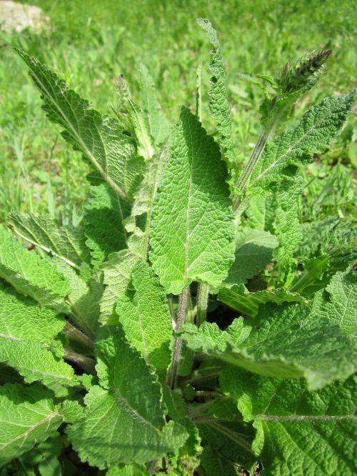 salvia pratensis meadow clary meadow sage