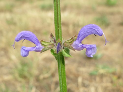 salvia pratensis meadow clary meadow sage