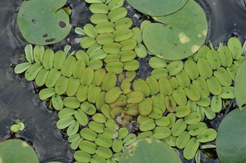 salvinia natans plant protected
