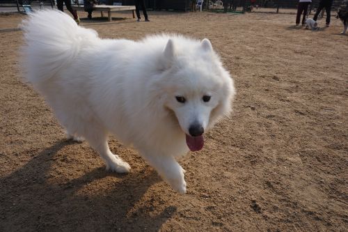 samoyed walk with white puppy
