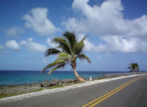 san andrés colombia palm