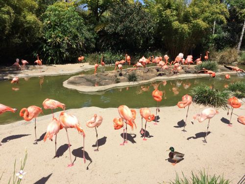 san diego flamingo water