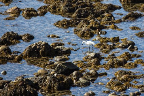 san diego shoreline egret