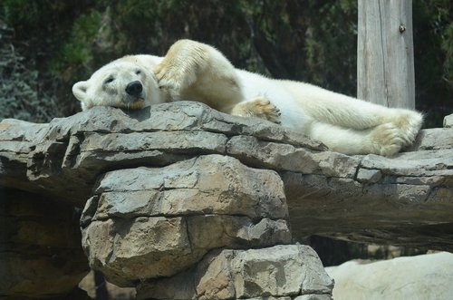 san diego  zoo  polar bear