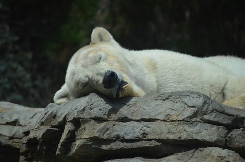 san diego zoo  polar bear  animal