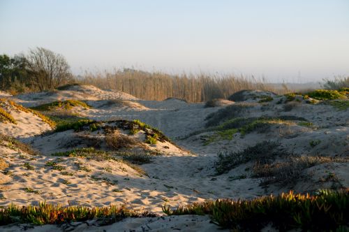 San Dunes And Succulents