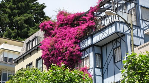 san francisco  pink flowers  lombard street