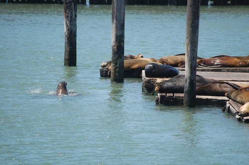 san francisco  pier  america