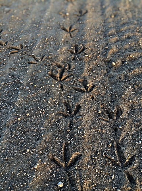 sand footprint bird