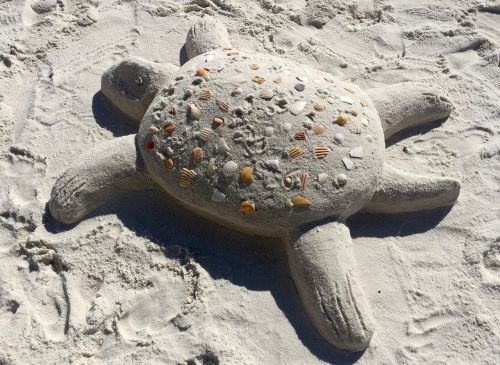 sand beach turtle