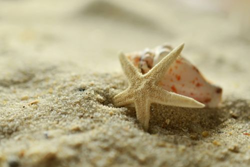 sand starfish shell