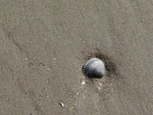sand hull shell