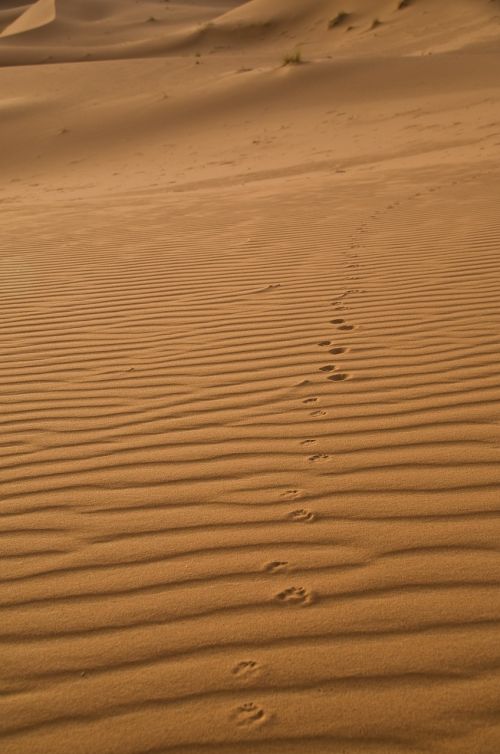 sand sahara traces