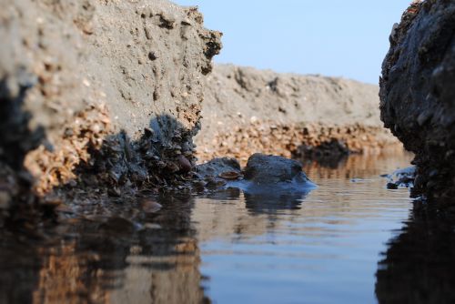 sand mussels water